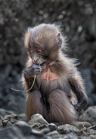 192 Young gelada (Theropithecus gelada) - Simeon Mountains NP Ethiopia