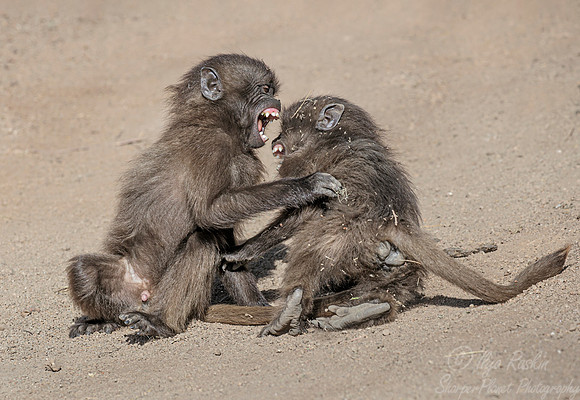 193 Young geladas (Theropithecus gelada) - Simeon Mountains NP Ethiopia