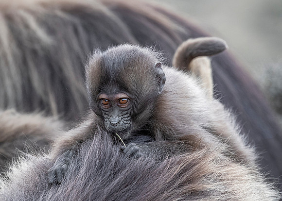 194 Baby gelada (Theropithecus gelada) - Simeon Mountains NP Ethiopia