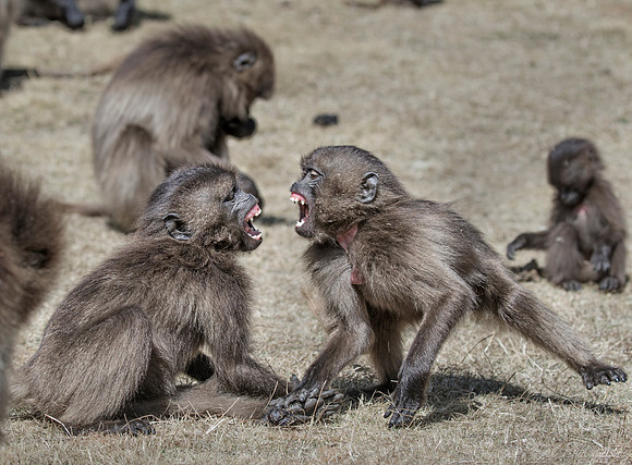 194 Young geladas (Theropithecus gelada) - Simeon Mountains NP Ethiopia