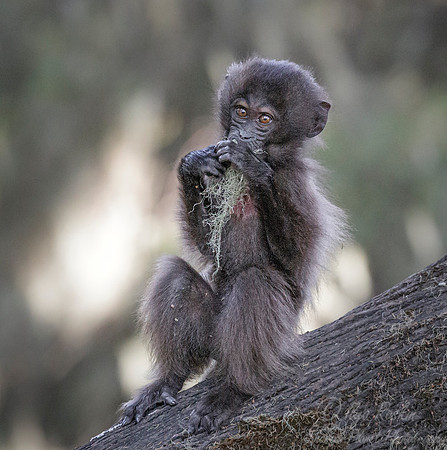 195 Baby gelada (Theropithecus gelada) - Simeon Mountains NP Ethiopia