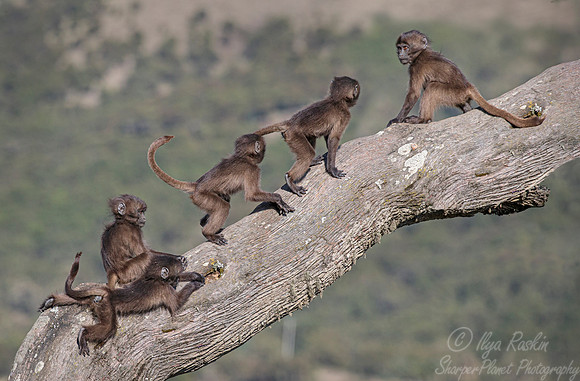196 Baby geladas (Theropithecus gelada) - Simeon Mountains NP Ethiopia