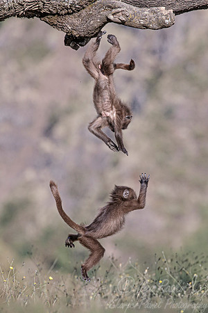 197 Baby geladas (Theropithecus gelada) - Simeon Mountains NP Ethiopia