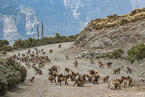 198 Geladas (Theropithecus gelada) - Simeon Mountains NP Ethiopia