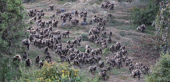 199 Geladas (Theropithecus gelada) - Simeon Mountains NP Ethiopia