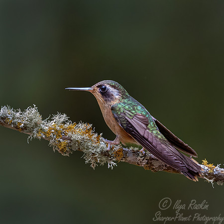 474 Speckled hummingbird (Adelomyia melanogenys) - Colombia cloud forest