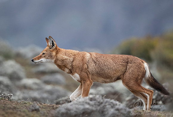363 Ethiopian wolf (Canis simensis) - Bale Mountains NP Ethiopia