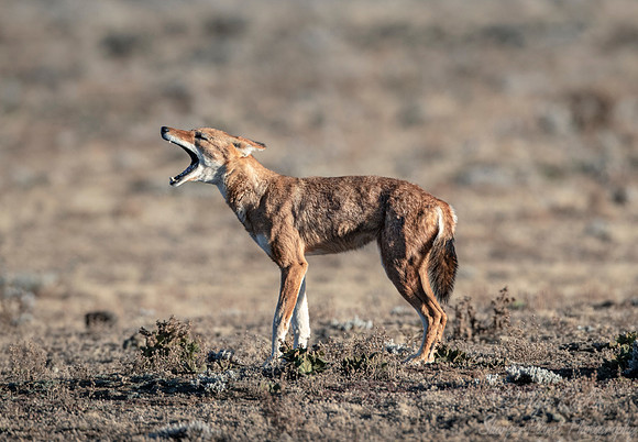 364 Ethiopian wolf (Canis simensis) - Bale Mountains NP Ethiopia