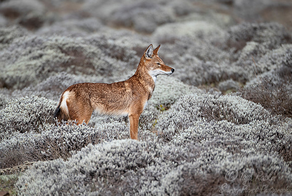 365 Ethiopian wolf (Canis simensis) - Bale Mountains NP Ethiopia