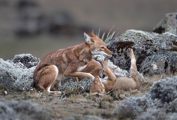 371 Ethiopian wolf with a cub(Canis simensis) - Bale Mountains NP Ethiopia