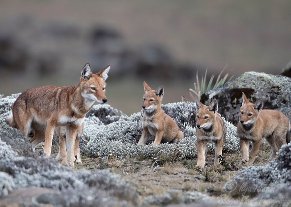 372 Ethiopian wolf with cubs (Canis simensis) - Bale Mountains NP Ethiopia