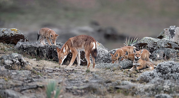 377 Ethiopian wolf with cubs (Canis simensis) - Bale Mountains NP Ethiopia