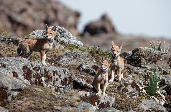 379 Ethiopian wolf cubs (Canis simensis) - Bale Mountains NP Ethiopia