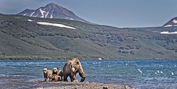 059 Brown Bear (Ursus arctos) - Kamchatka Russia