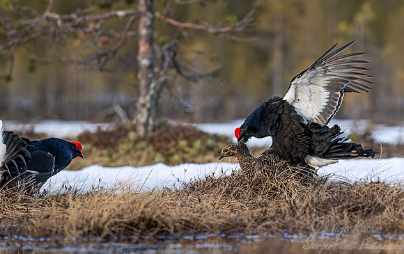 037 Black grouse (Lyrurus tetrix) - Finland
