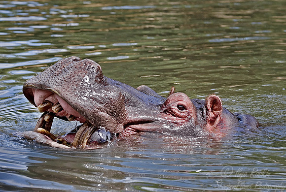083_Hippopotsmus_Auckland zoo