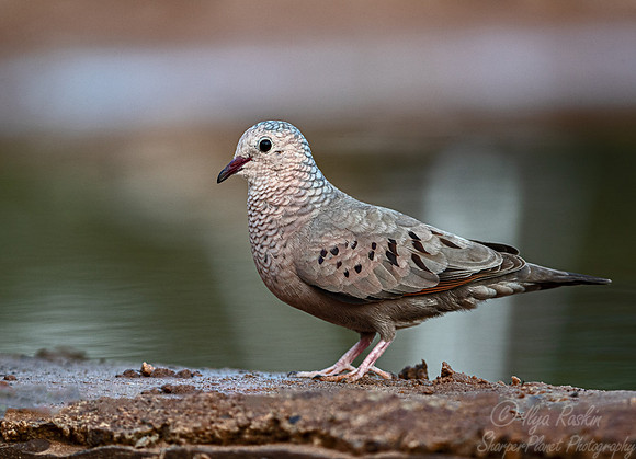100 Common ground dove (Columbina passerina) - TX