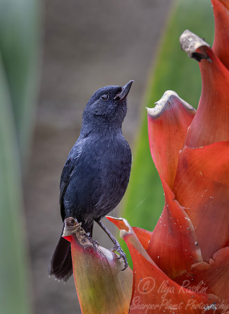 697 Glossy flowerpiercer (Diglossa lafresnayii) - Ecuador
