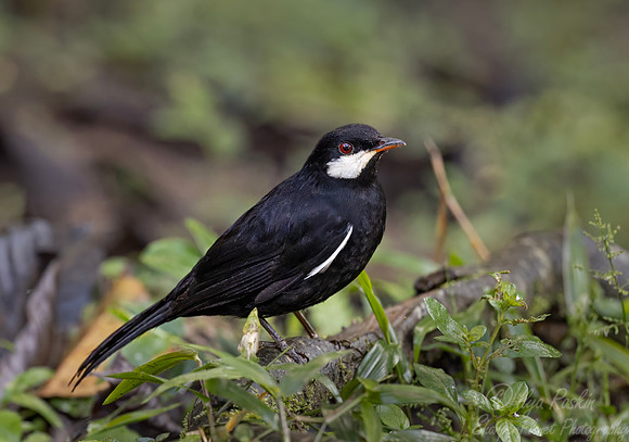 708 Black solitaire (Entomodestes coracinus) - Ecuador