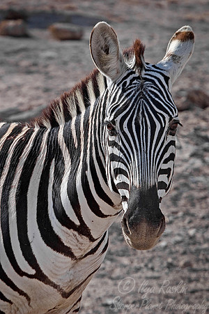 001_Grevy's Zebra_Kenya