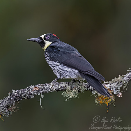 626 Acorn woodpecker female (Melanerpes formicivorus) - Colombia cloud forest