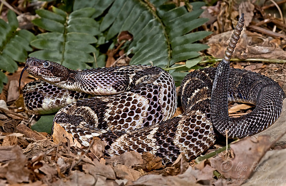 007_Timber Rattlesnake