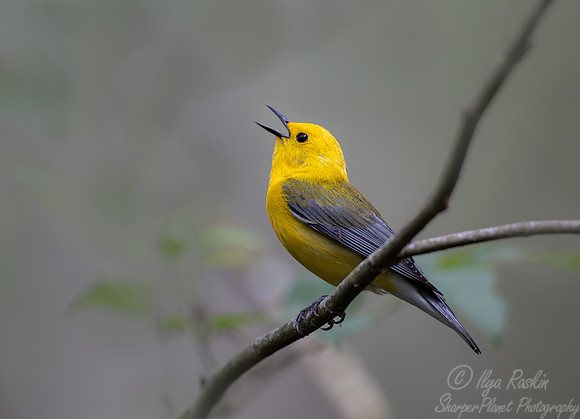 144 Prothonotary warbler (Protonotaria citrea) - SC