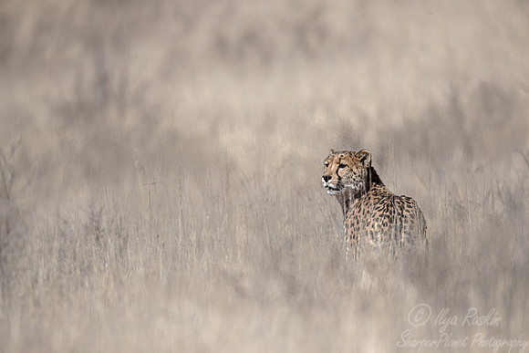 195 Cheetah (Acinonyx jubatus) - Kgalagadi Transfrontier Park SA