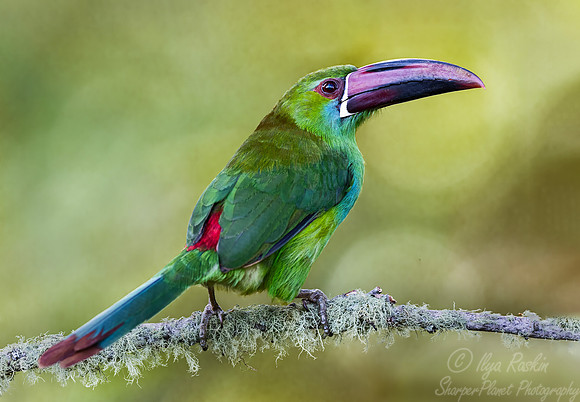 603 Crimson-rumped toucanet (Aulacorhynchus haematopygus) - Colombia cloud forest