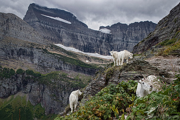 227 Mountain goats (Oreamnos americanus) - Glacier NP Montana
