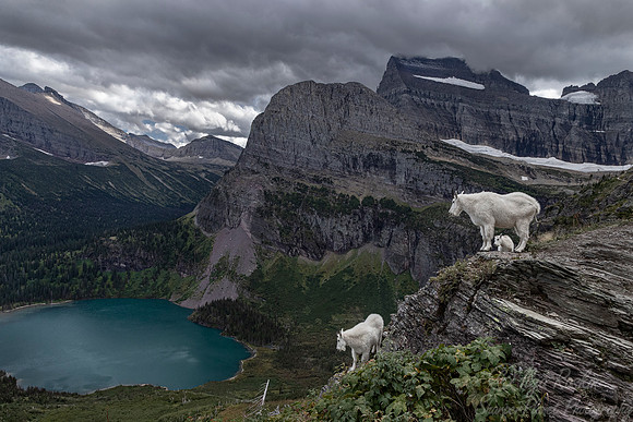 222 Mountain goats (Oreamnos americanus) - Glacier NP Montana