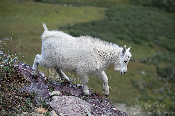 223 Mountain goat (Oreamnos americanus) - Glacier NP Montana
