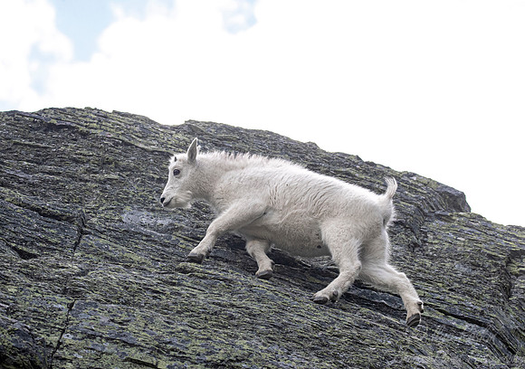 224 Mountain goat young (Oreamnos americanus) - Glacier NP Montana