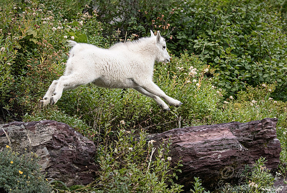 225 Mountain goat young (Oreamnos americanus) - Glacier NP Montana