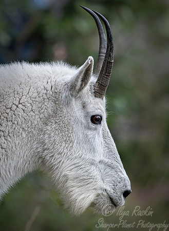 226 Mountain goat (Oreamnos americanus) - Glacier NP Montana