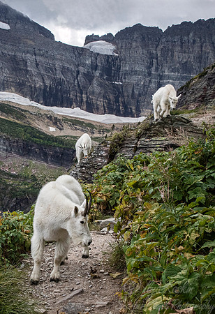 228 Mountain goats (Oreamnos americanus) - Glacier NP Montana