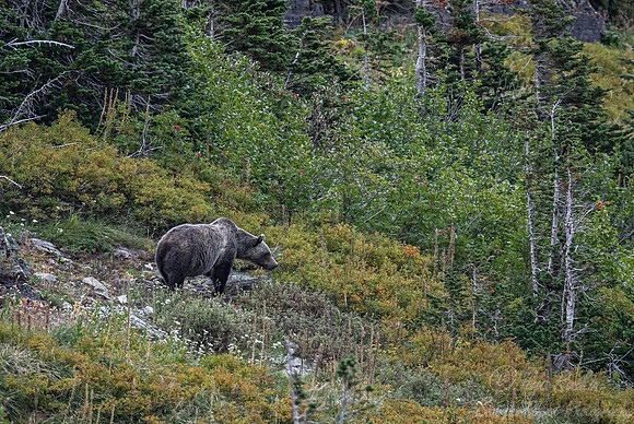 263 Brown Bear (Ursus arctos) - Glacier NP Montana