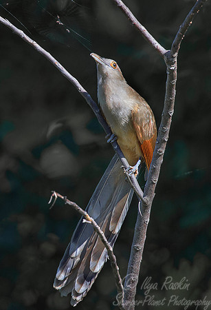 122 Great Lizard Cuckoo (Coccyzus merlini) - Cuba