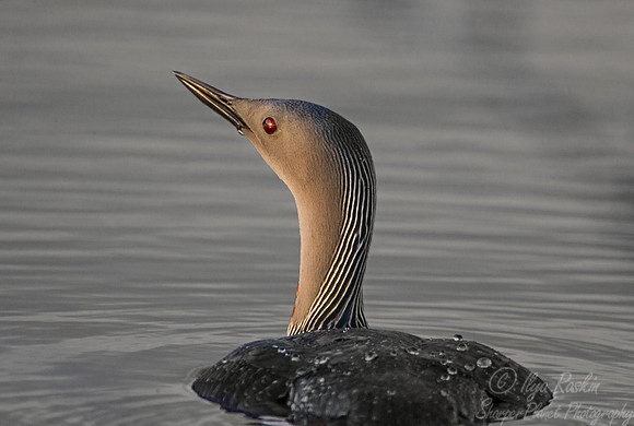 098 Red-throated Loon (Gavia stellata) - Nome AK