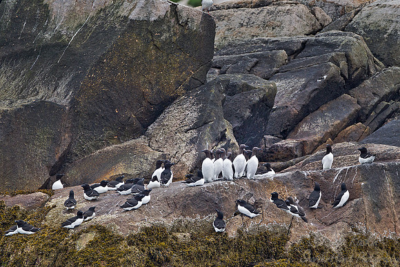 041 Razorbills and Common Murres(Uria aalge) - ME