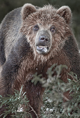 074 Brown Bear (Ursus arctos) - Kamchatka Russia