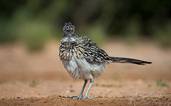 114 Greater roadrunner (Geococcyx californianus) - TX
