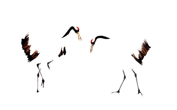 082 Red-crowned Cranes (Grus japonensis) - Hokkaido Japan