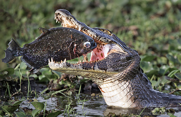 061 Yacare caiman (Caiman yacare) with Pirana - Ibera Wetlands Argentina