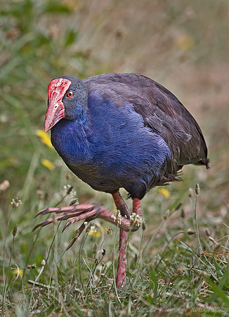 006 Pukeko_New Zealand