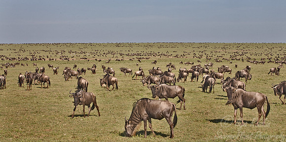 005_Blue Wildebeests_Tanzania