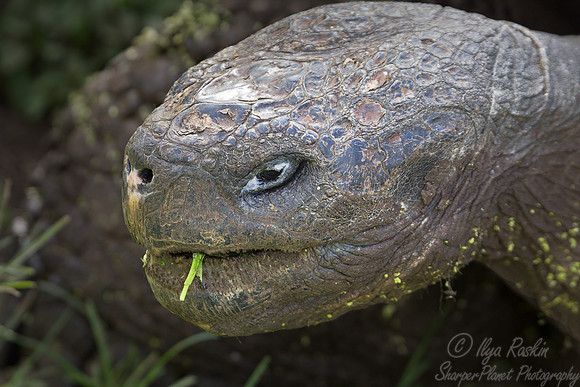 048 Galapagos giant tortoise (Chelonoidis nigra) - Galapagos Ecuador