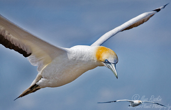 025 Gannets - New Zealand