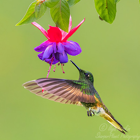 492 Buff-tailed coronet (Boissonneaua flavescens) - Colombia cloud forest