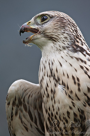 031 Saker Falcon (Falco cherrug) - Kazakhstan
